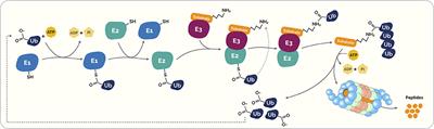 The Ubiquitin Proteasome System in Periodontal Disease: A Comprehensive Review